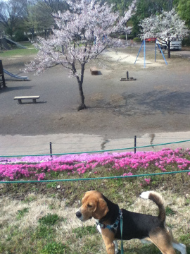 群馬にて。Wさくらと愛犬ベック